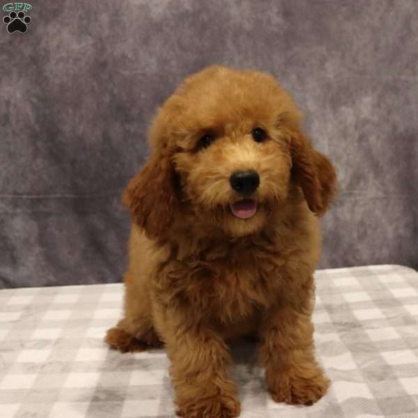 Maeve, Mini Goldendoodle Puppy